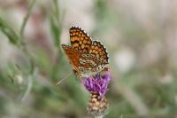 Melitaea cinxia