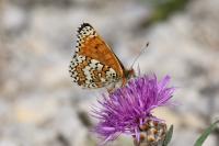 Melitaea cinxia