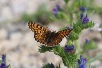 Melitaea cinxia