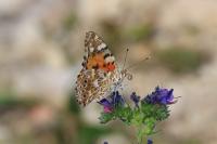 Vanessa cardui