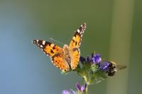 Vanessa cardui