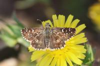 Pyrgus armoricanus