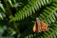 Ochlodes sylvanus