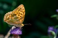 Argynnis paphia