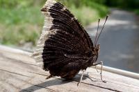 Nymphalis antiopa