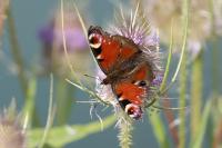 Aglais io