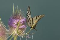 Iphiclides podalirius