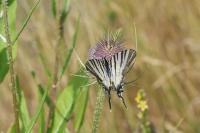 Iphiclides podalirius