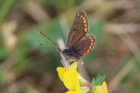 Aricia agestis