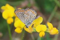 Aricia agestis