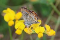 Aricia agestis