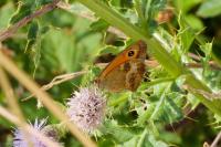 Pyronia tithonus