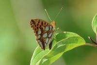 Issoria lathonia