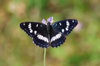 Limenitis reducta