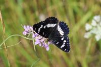 Limenitis reducta