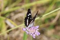 Limenitis reducta