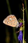 Polyommatus escheri