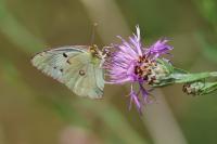 Colias crocea