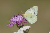 Colias crocea