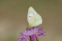 Colias crocea
