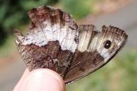 Hipparchia alcyone