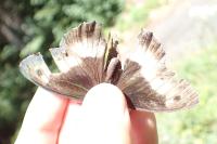 Hipparchia alcyone