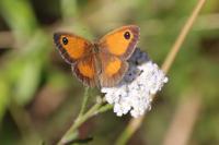 Pyronia tithonus