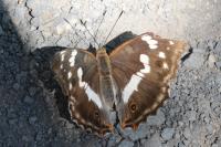 Apatura iris