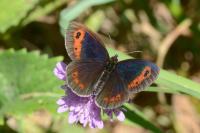 Erebia aethiops