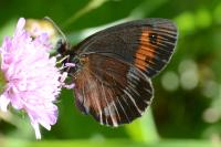 Erebia aethiops
