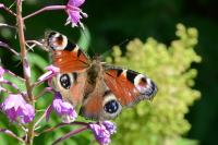 Aglais io