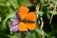Lycaena virgaureae