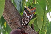 Charaxes jasius