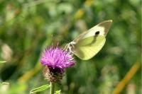 Pieris brassicae