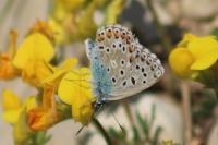 Lysandra bellargus