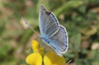 Lysandra bellargus