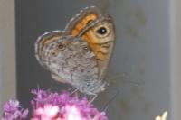Lasiommata maera