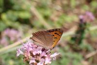 Lycaena phlaeas