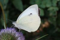 Pieris brassicae