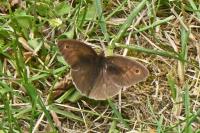 Maniola jurtina