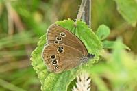 Aphantopus hyperantus