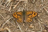 Lasiommata megera