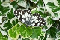 Melanargia galathea