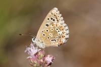 Lysandra bellargus