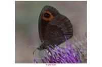 Erebia aethiops