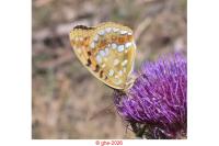 Fabriciana adippe