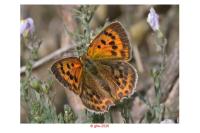 Lycaena virgaureae