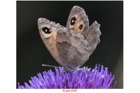 Satyrus ferula