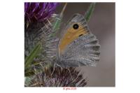 Hyponephele lycaon
