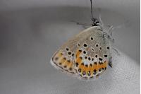 Plebejus idas